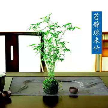 翡翠竹-翡翠竹促销价格、翡翠竹品牌- 淘宝