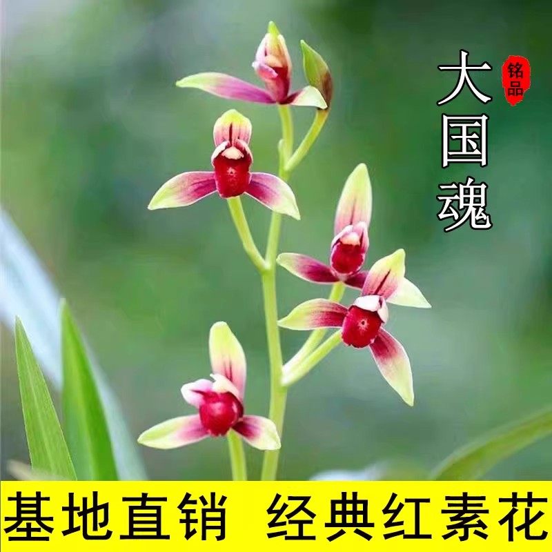 醉红素兰花-醉红素兰花促销价格、醉红素兰花品牌- 淘宝