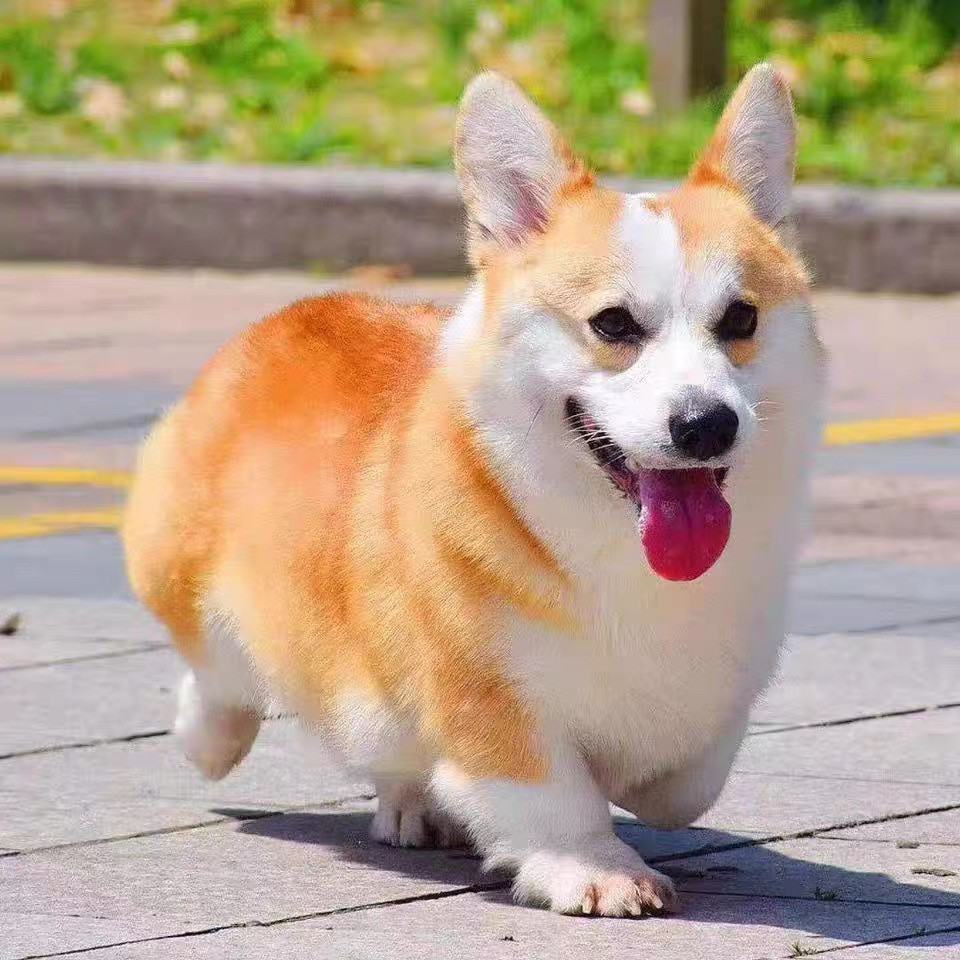 柯基犬宠物-柯基犬宠物促销价格、柯基犬宠物品牌- 淘宝