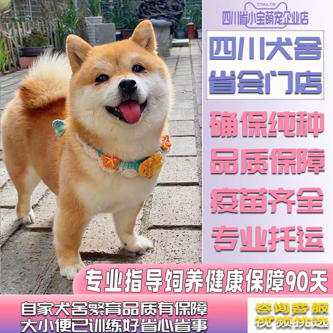 寻找理想宠物狗？【四川犬舍】带给你温暖陪伴🐾🏠-宠物-淘宝好物网
