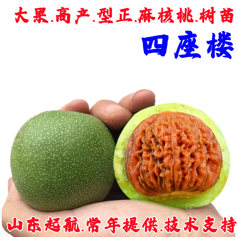 四座楼文玩核桃苗-四座楼文玩核桃苗促销价格、四座楼文玩核桃苗品牌- 淘宝
