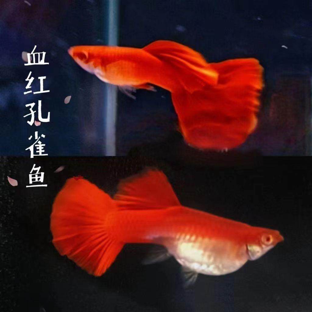 红老虎鱼饲料-红老虎鱼饲料促销价格、红老虎鱼饲料品牌- 淘宝