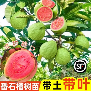 红宝石番石榴苗-红宝石番石榴苗促销价格、红宝石番石榴苗品牌- 淘宝