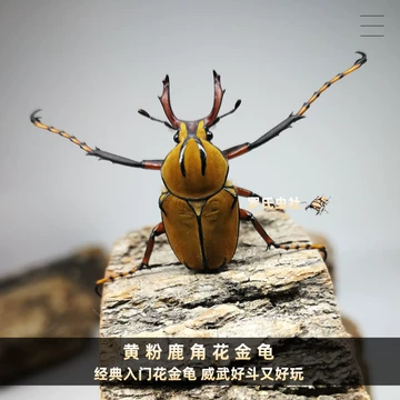 黄粉鹿角花金龟-黄粉鹿角花金龟促销价格、黄粉鹿角花金龟品牌- 淘宝