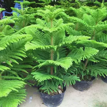 【自然樹】杉盆栽‼️直幹　樹高1m 盆栽 自然樹】杉盆栽‼️直幹 樹高1m 盆栽