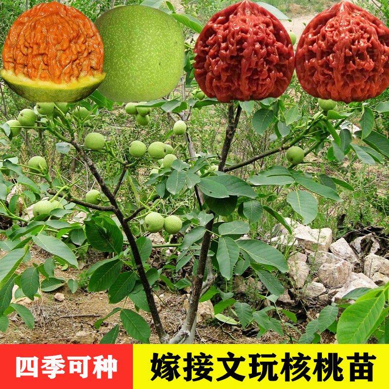 四座楼文玩核桃苗-四座楼文玩核桃苗促销价格、四座楼文玩核桃苗品牌- 淘宝