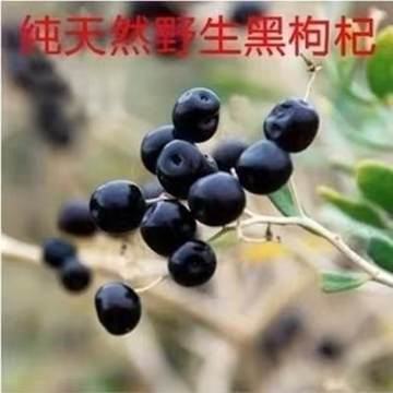 黑枸杞树苗宁夏新疆红色食用枸杞苗老桩盆景盆栽种植枸杞子果树苗