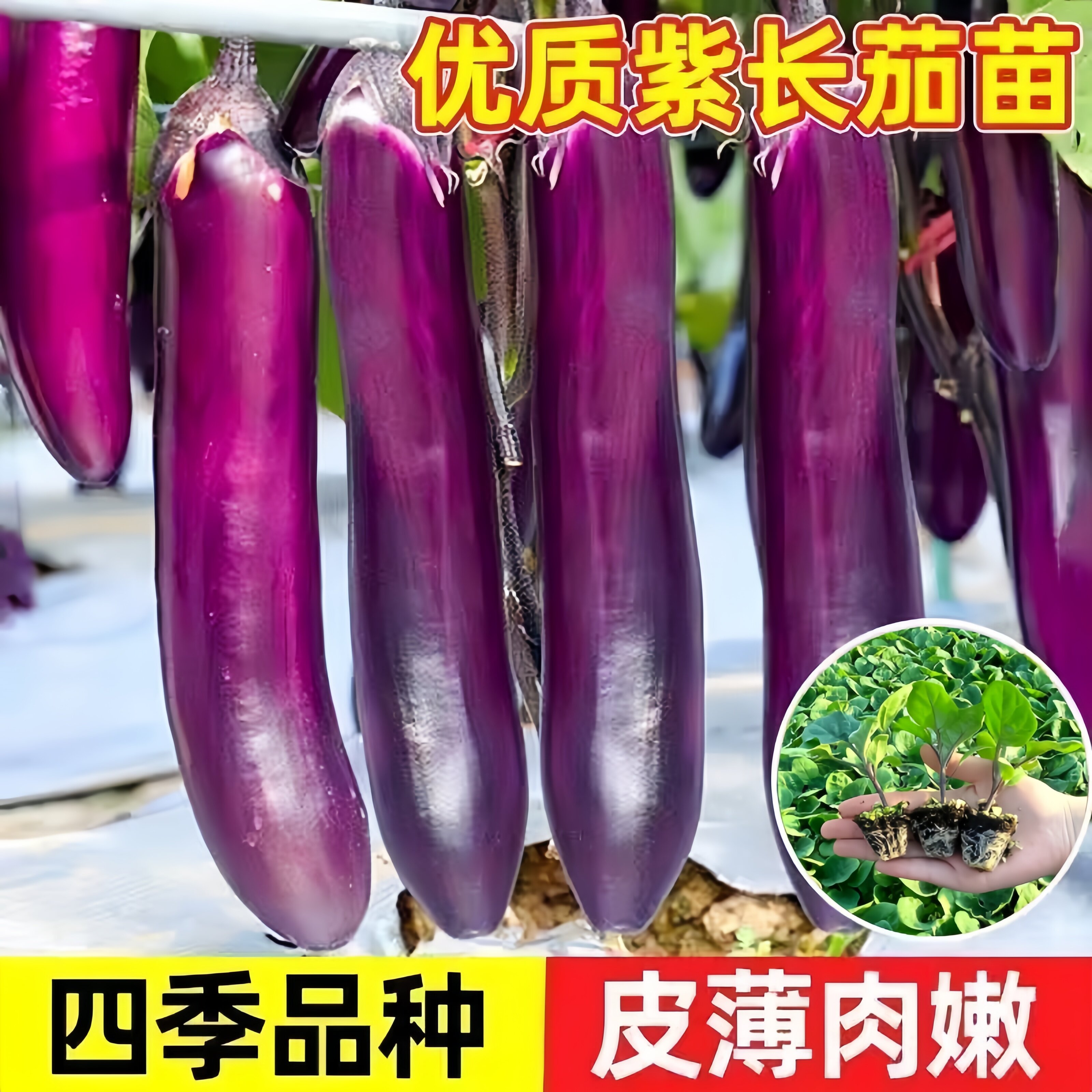 茄瓜苗-茄瓜苗促销价格、茄瓜苗品牌- 淘宝