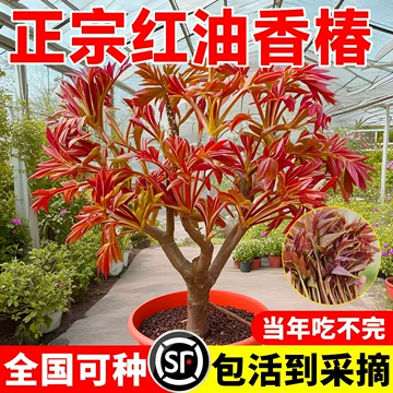 红油香椿苗-红油香椿苗促销价格、红油香椿苗品牌- 淘宝