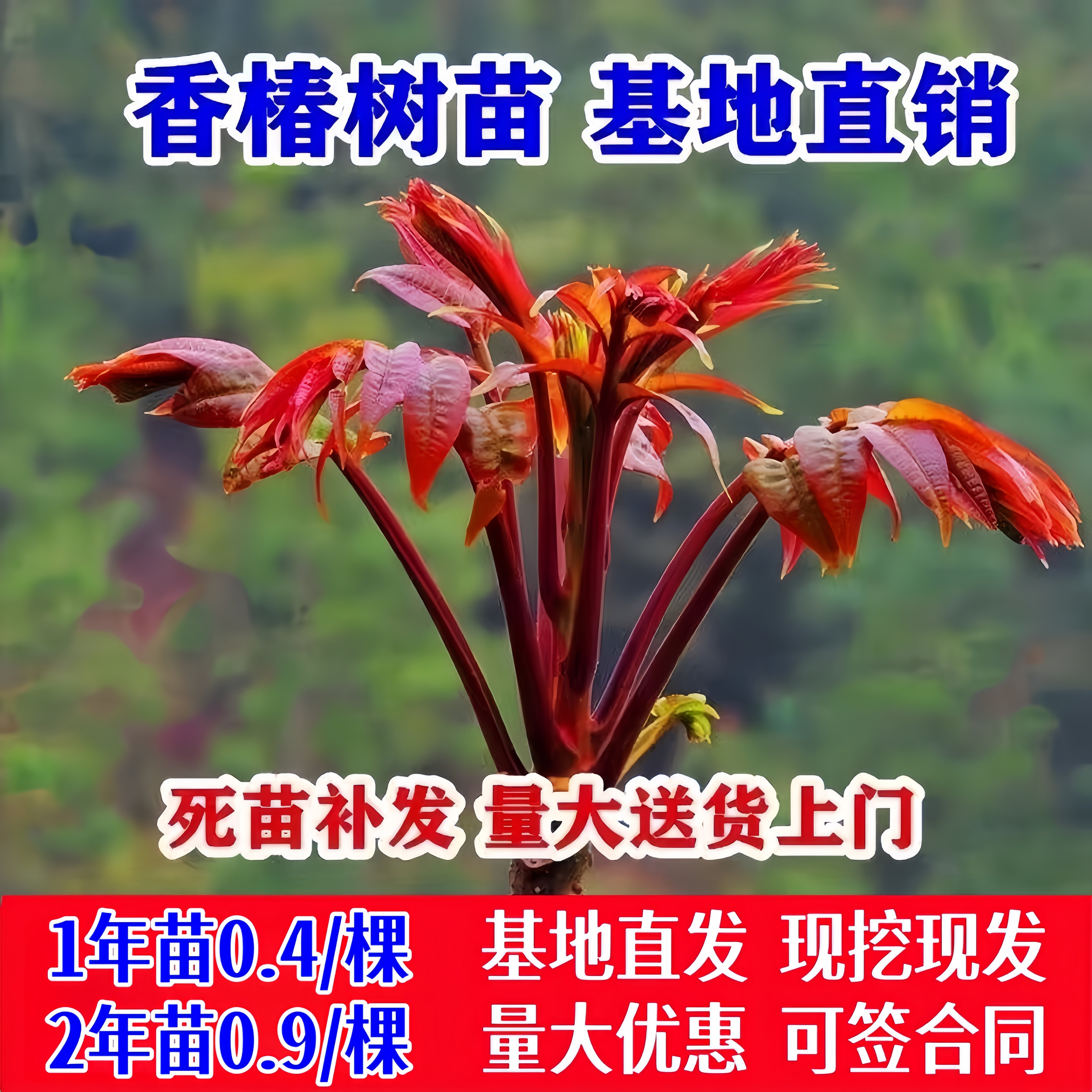 红油香椿苗树-红油香椿苗树促销价格、红油香椿苗树品牌- 淘宝