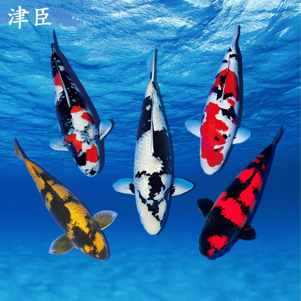 🐟精挑细选，日本原产纯种锦鲤观赏鱼，让你的鱼缸活色生香🌈-宠物-淘宝