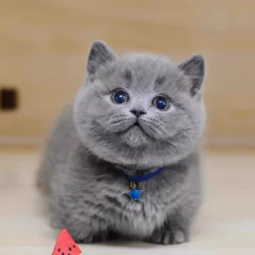 蓝猫-蓝猫促销价格、蓝猫品牌- 淘宝