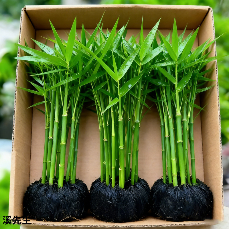青竹水草真草-青竹水草真草促销价格、青竹水草真草品牌- 淘宝