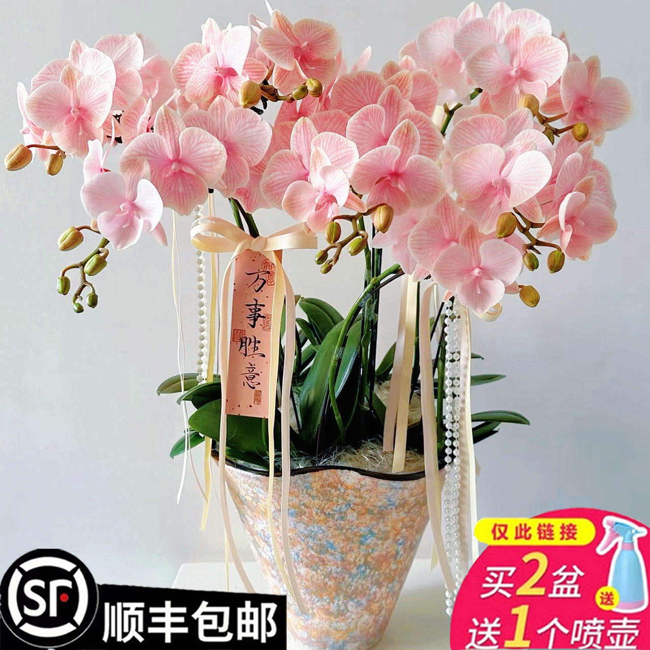 金边荷花兰:室内花卉新宠,惊艳你的家!