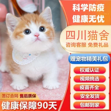 中华田园三花猫-中华田园三花猫促销价格、中华田园三花猫品牌- 淘宝