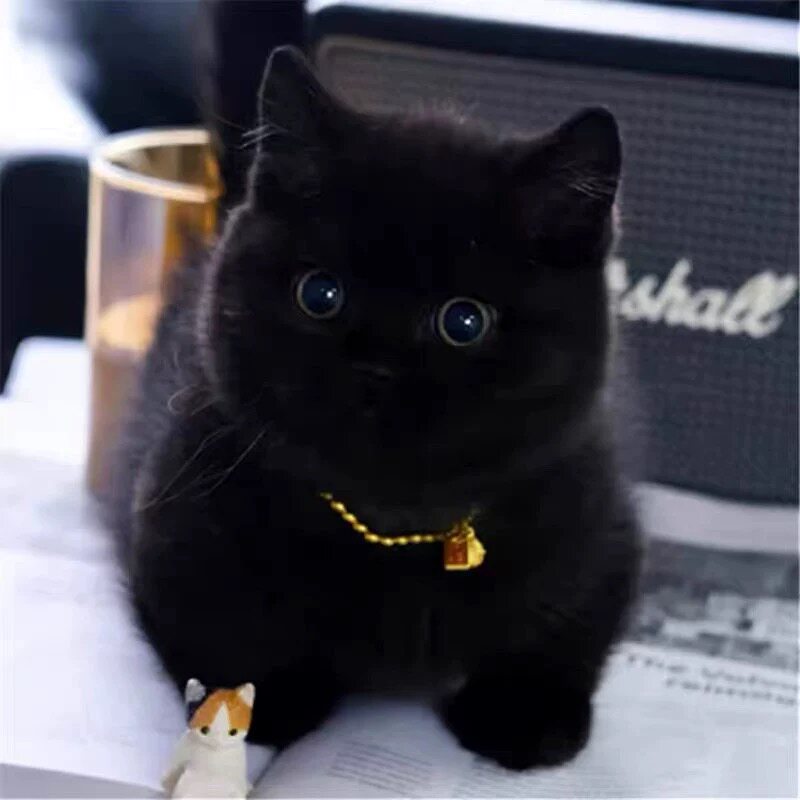 黑猫玄猫-黑猫玄猫促销价格、黑猫玄猫品牌- 淘宝