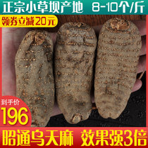 Yunnan Zhaotong Dawu Tianma 500g Chinese medicine herbs fresh natural dried goods non-wild super fine powder