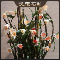 Long-distance shi hu miao winter flowering long florescence fur is twigs varieties easily germinate shade wei chao