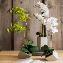 Shuhan Simulation Phalaenopsis Designer Green Plant Hotel Orchid Bonsai Flower Arrangement Nordic Decoration Living Room Fake Flowers