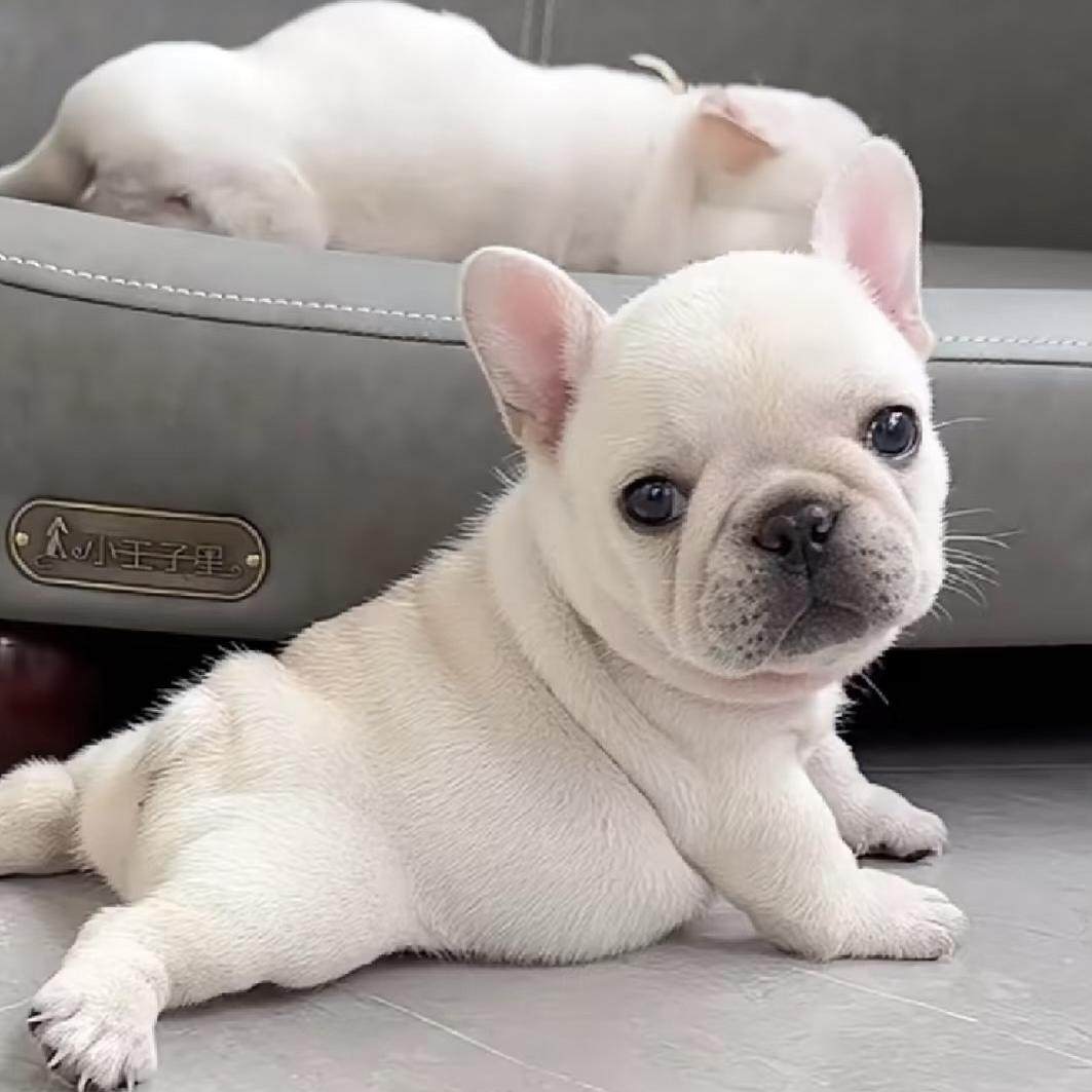 🐾长毛宠物狗品种推荐| 纯种法斗幼犬家养伴侣🐾-宠物-淘宝好物网