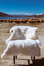Tibet sheepskin pure wool carpet sofa cushion car cushion bedroom bedside blanket fur one-piece sheepskin cushion floating window cushion