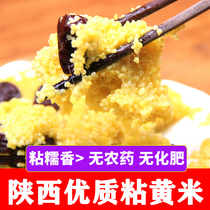 Northern Shaanxi rhubarb rice New rice bag dumplings sticky yellow rice glutinous millet glutinous yellow rice non-northeast 2 pounds