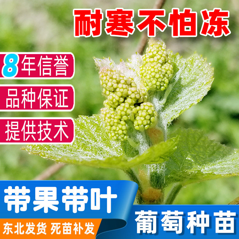 野葡萄苗-野葡萄苗促销价格、野葡萄苗品牌- 淘宝