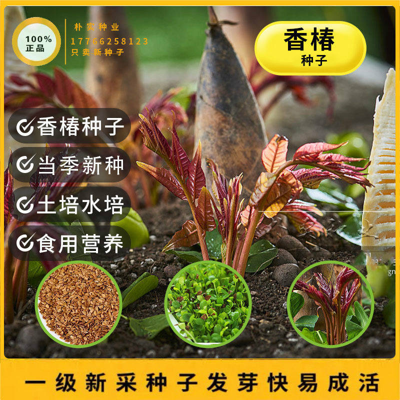 红油香椿香椿苗-红油香椿香椿苗促销价格、红油香椿香椿苗品牌- 淘宝