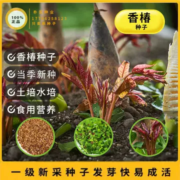 香椿红香椿-香椿红香椿促销价格、香椿红香椿品牌- 淘宝