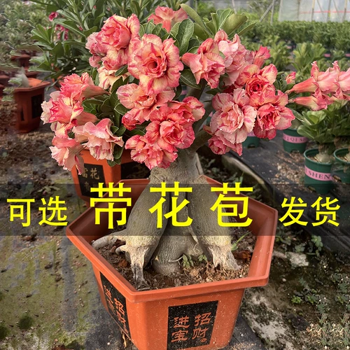 Стоматологическая лепестка пустыни роза в горшках старые груды старых грудов цветов и комнат в горшках полезны для настольного балкона, четыре сезона открытые сочные зеленые растения