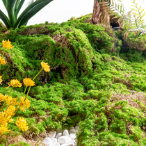 Simulation green plant moss moss block lawn micro-landscape artificial turf decoration fake plant window balcony landscaping