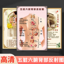 Chinese medicine museum five organs and six organs back reflection area wall sticker poster back diagnosis decorative painting whole body Meridian acupoint diagram