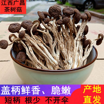 2021 Jiangxi Guangchang tea tree mushroom dry goods do not open an umbrella 250g fresh nutritious mushroom soup ingredients specialty bulk