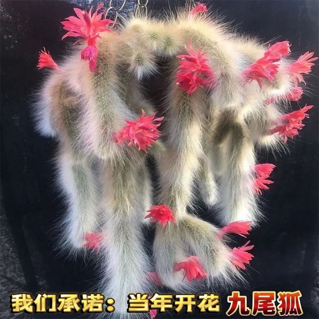 九尾狐花-九尾狐花促销价格、九尾狐花品牌- 淘宝