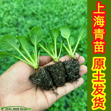 鸡毛菜苗　上海青 菜苗 ミニ青梗菜の苗　食用　ネコポスいっぱい 鸡毛菜苗 上海青 菜苗 ミニ青梗菜の苗 食用 ネコポスいっぱい
