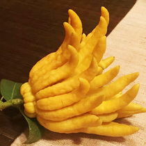 The big fruit Jinhua bergamot fruit Golden bergamot fresh fruit fresh bergamot clear for bergamot pendulum for Buddha fruit to smell fragrance