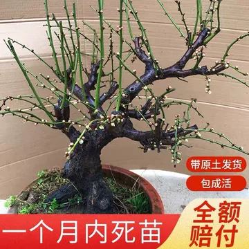 绿萼梅花耐寒盆栽-绿萼梅花耐寒盆栽促销价格、绿萼梅花耐寒盆栽品牌- 淘宝