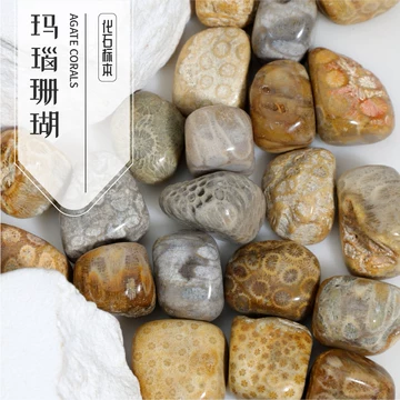 珊瑚化石-珊瑚化石促销价格、珊瑚化石品牌- 淘宝