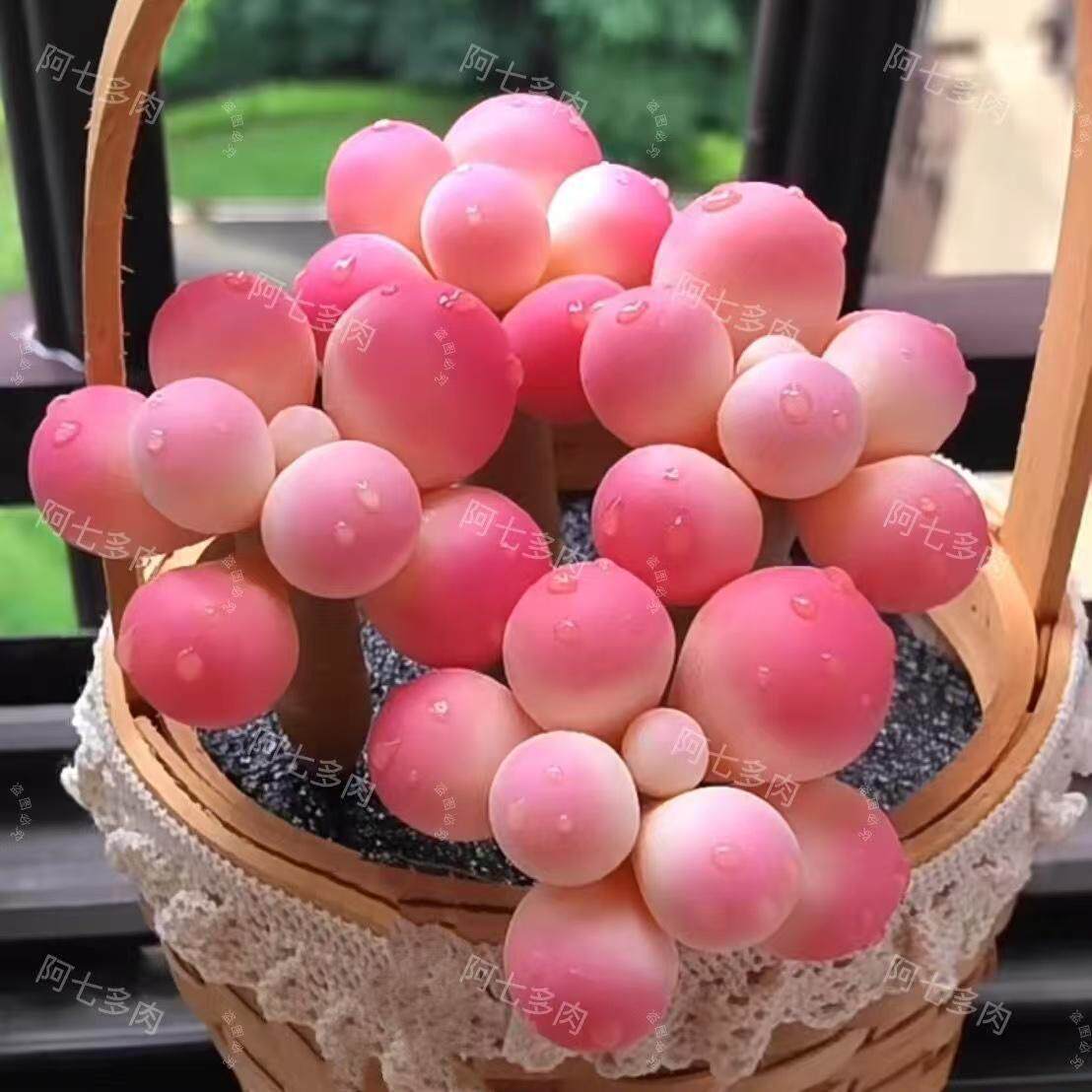 水蜜桃錦　6CM 多肉植物 水蜜桃多肉植物-水蜜桃多肉植物促销价格、水蜜桃多肉植物品牌- 淘宝