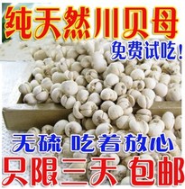 Kawashikawa fritillaria Techuan Bite powder Chinese herbal medicine fritillary batch 100 gr Fat