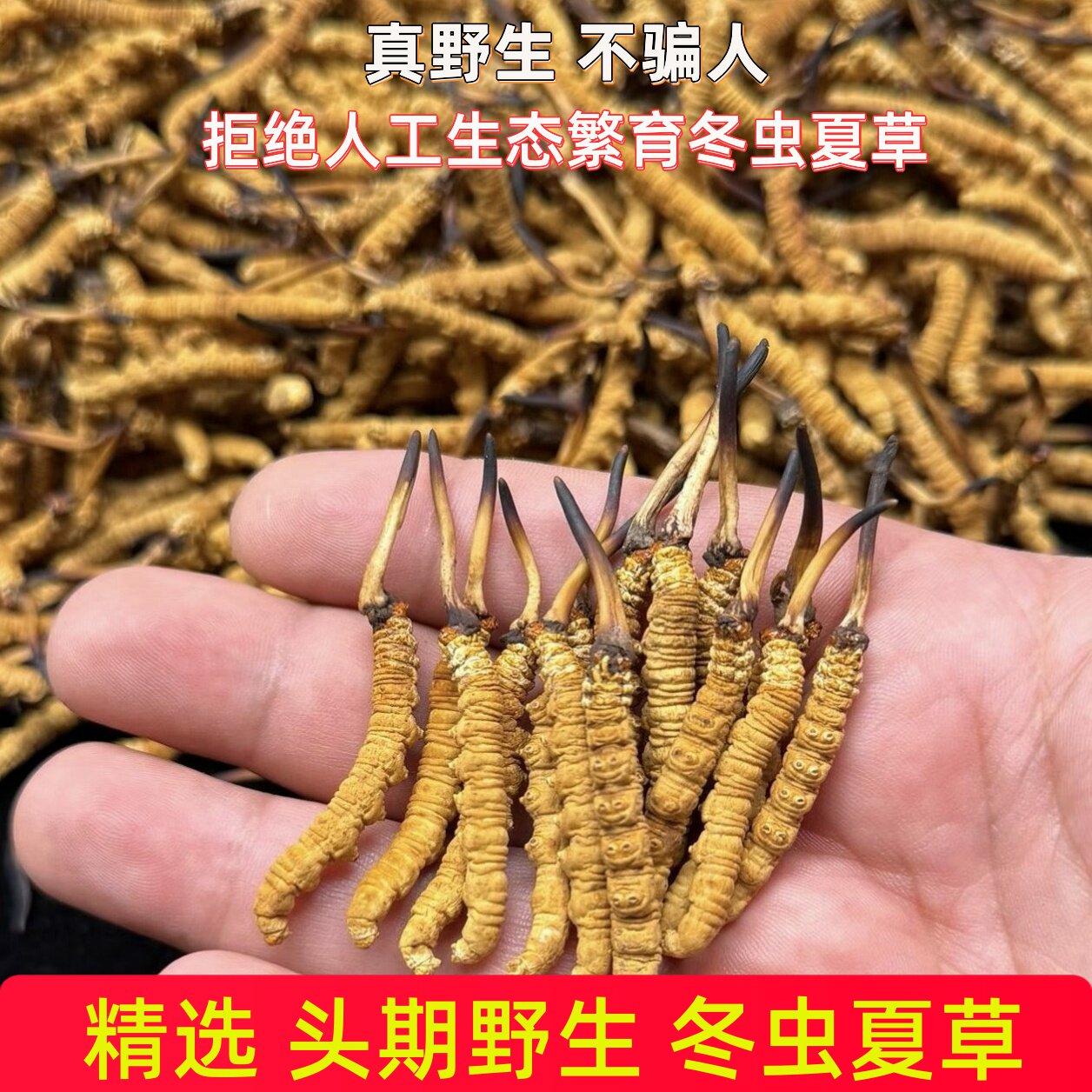 2026头茬冬虫夏草-2026头茬冬虫夏草促销价格、2026头茬冬虫夏草品牌- 淘宝