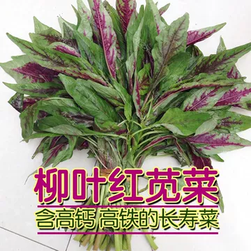 山田晴見様専用 青柳叶苋菜 紅柳叶苋菜 红圆叶苋菜 糸瓜 紅