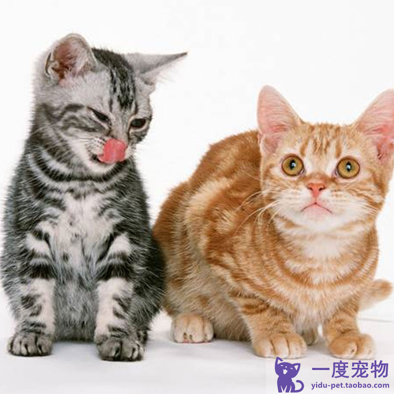 Hot Sichuan Jianzhou cat White cat Black cat Orange cat Raccoon flower cat Yellow cat Domestic cat Earth cat Live kitten Cow cat
