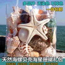 Natural conch shell sea star coral fish tank aquarium decoration window platform Home ornaments childrens toys gifts
