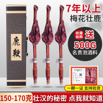  Deer whip dry whole male Jilin Changchun sika deer whip whole deer whip pills Northeast deer whip slices soaked wine material