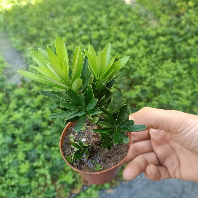 菊花芯罗汉松桩材-菊花芯罗汉松桩材促销价格、菊花芯罗汉松桩材品牌- 淘宝