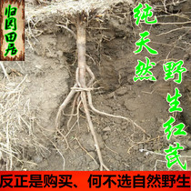 Minxian Chinese herbal medicine wild red red red Qi tablets can be powder free of charge 500 grams of years of long-term whole tree message