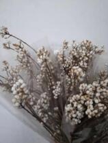  (Tallow fruit)dried flowers white fruits golden wedding accessories window beauty fruit photo props for Chen