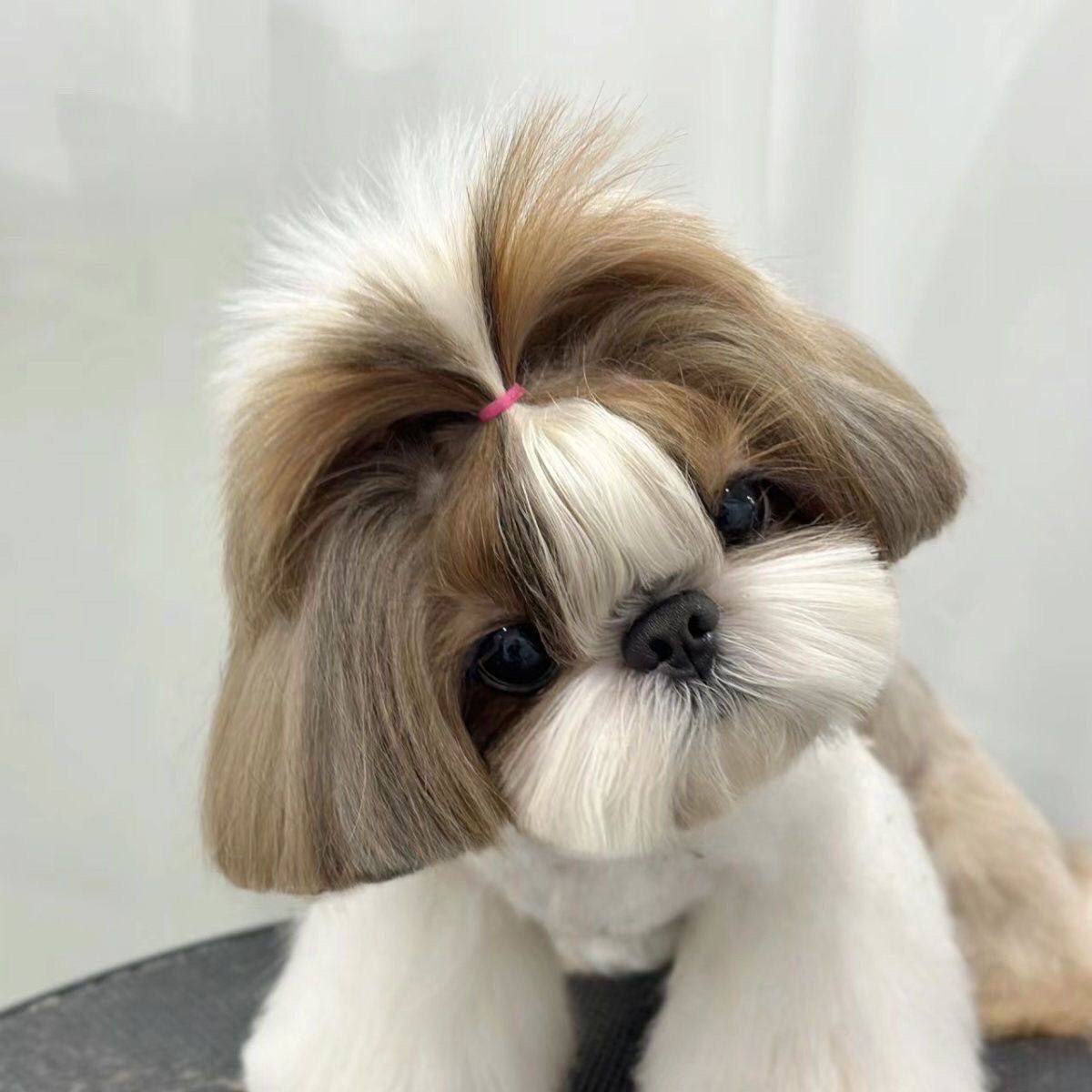 一群在白色背景上隔离的不同品种的狗——图库图片© eriklam #453327424, image size:1200x1200