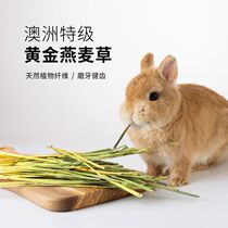 Spot 5A handpicked greens green oatmeal rabbit guinea pig main grass 500g hand pick Australian wheat one pressure 2 packs
